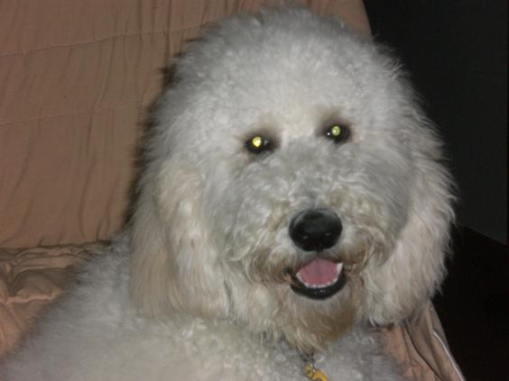 Bobby the Goldendoodle