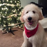 White goldendoodle with red scarf in front of tree