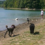 Adopt Black & Golden Goldendoodles in PA