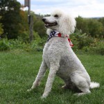 Cream Standard Poodle