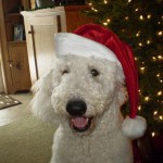 Short Curly Coat Goldendoodle