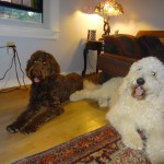 Goldendoodles for Sale in Pennsylvania