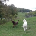 Goldendoodle Breeder in PA