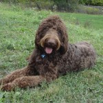 Chocolate Goldendoodles for Sale in PA