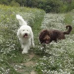 Goldendoodle Puppy Breeder in Pennsylvania