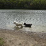 One black and one white goldendoodle in a lake