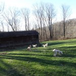 White female poodle from Yankee Doodle Goldendoodles