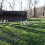 Goldendoodles and Poodles for Sale in PA