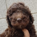 Headshot of a dark brown goldendoodle puppy