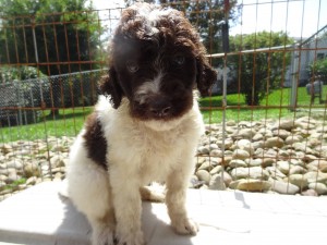 White and brown goldendoodle puppy