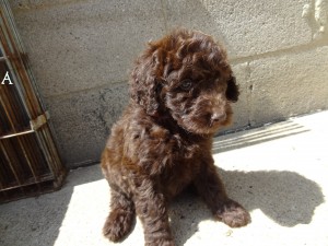 Dark brown goldendoodle puppy