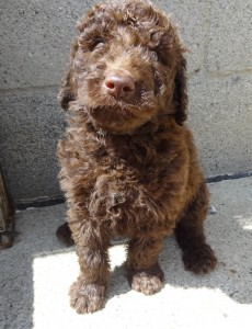 Adorable Chocolate Goldendoodle Puppy