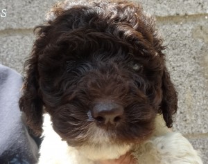 Face photo of a dark brown and white goldendoodle puppy