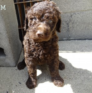 Cutest Goldendoodle Puppy