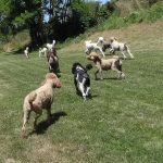 Group of standard poodles playing in a grass field