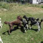 4 standard poodles in a huddle playing