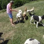 Yankee Doodle's owner playing with the adult dogs