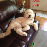 Goldendoodle Puppy on Couch