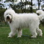 Engilsh Cream Goldendoodle Dandy