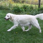 English Cream Golden Retriever