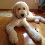 goldendoodle