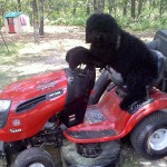 Jagger_on_tractor