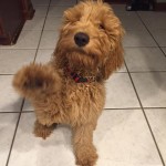 Red goldendoodle dog with a paw up