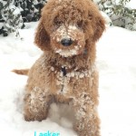 Light brown goldendoodle puppy playing in the snow