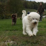 Pennsylvania Goldendoodle Breeder