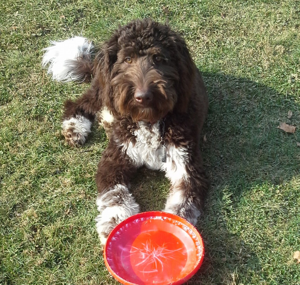 Dark brown and white goldendoodle with red Frisbee