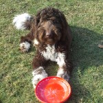 Dark brown and white goldendoodle laying in grass with a red bowl in front