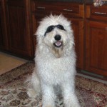 White goldendoodle male with black googles