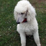 White Standard Poodle Sasha