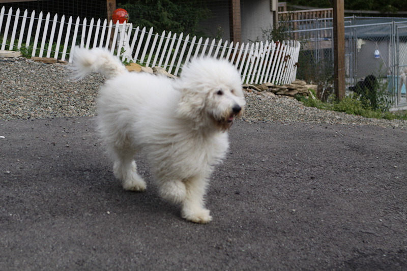 White long hair goldendoodle running