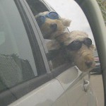 Chloe & Cooper in their doggles