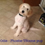 Goldendoodle & Standard Poodle Puppies for Sale in PA