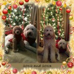 puppy holiday card