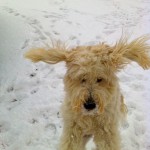 Vita in the snow