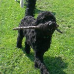 Black wavy hair goldendoodle walking in grass holding a stick