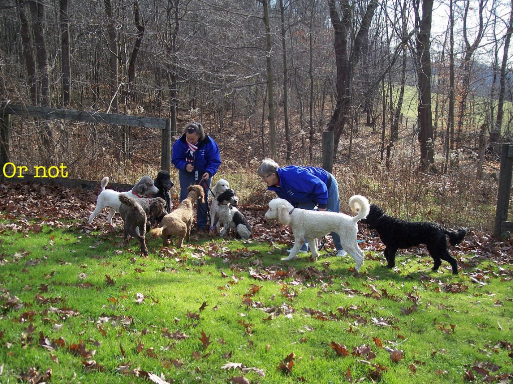 7 Dogs Playing in Yard