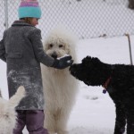 goldendoodles