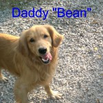 Daddy Bean golden smiling