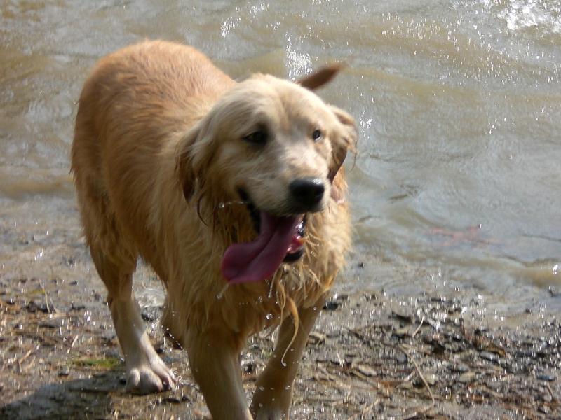 Retired Female Golden Retriever playing in water