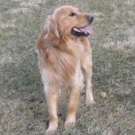 Smiling Golden Retriever