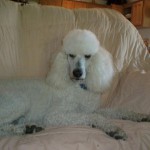 White Adult Standard Poodle