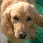 Golden Retriever Face Up Close