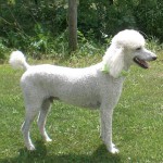 White Make Standard Poodle