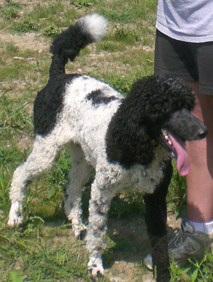 Black and white curly hair poodle