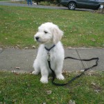 Goldendoodle Puppy Breeder in Pennsylvania