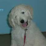 Goldendoodle Pups for Sale in PA